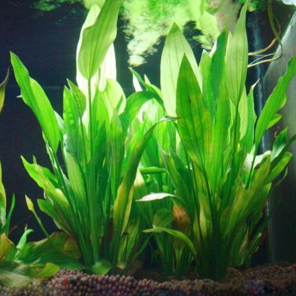 Aquarium Fish For Sale Online - 15cm Artificial Aquarium Decor Plants Water