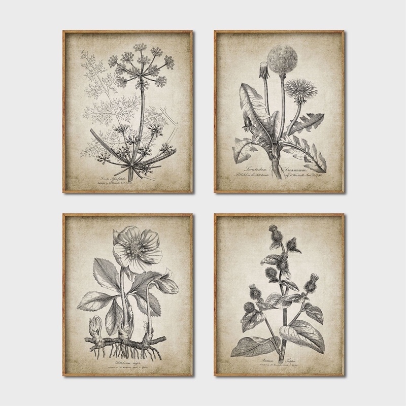 Antique Botanical Posters and  - Live Plant Fertilizer recension och pris