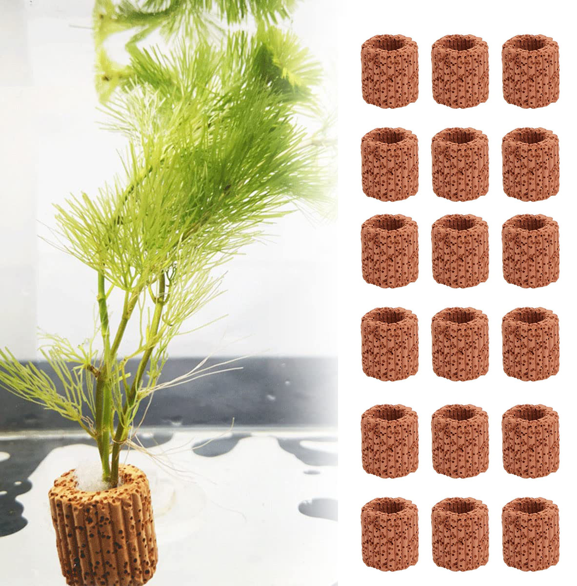 10/20Pcs Aquatic Water Plant F - Aquarium Fish For Sale Online recension och pris